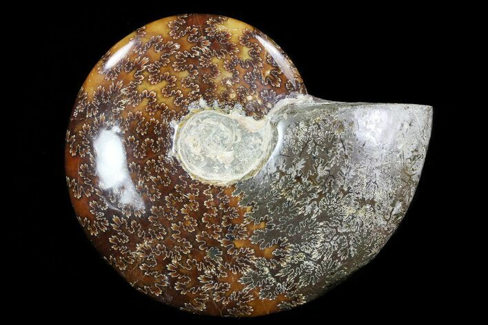 Polished, Agatized Ammonite (Cleoniceras) - Madagascar #76095